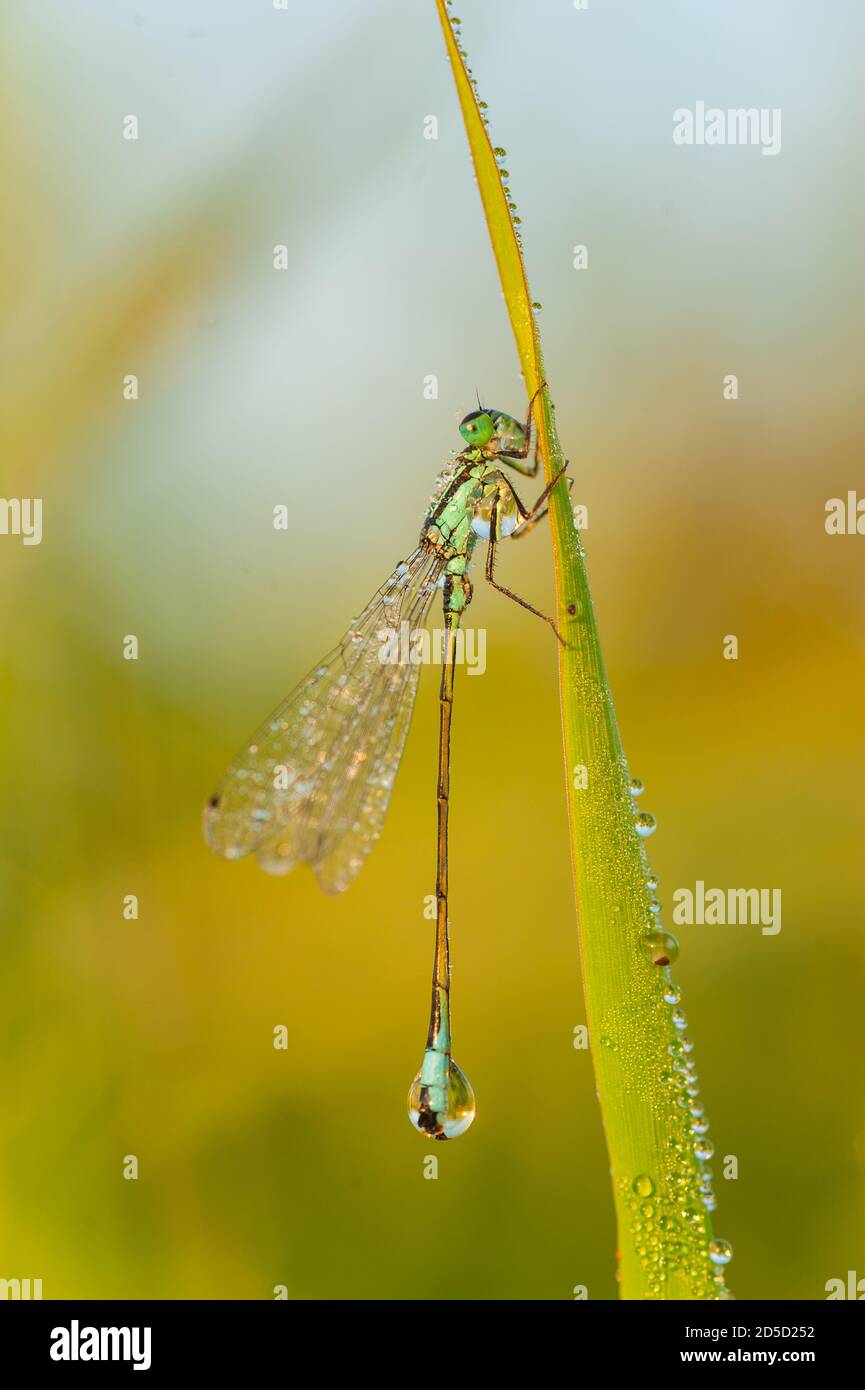Un dragonfley, coperto di rugiada, si siede su una lama di erba. Il sole che sorge si riflette in ogni goccia di rugiada. Foto Stock