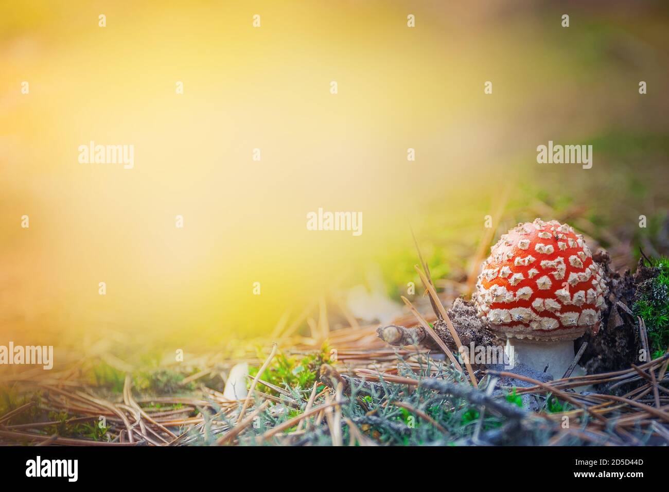 Fungo rosso velenoso, allucinogeno e tossico Amanita nella foresta d'autunno. Sfondo della foresta Foto Stock