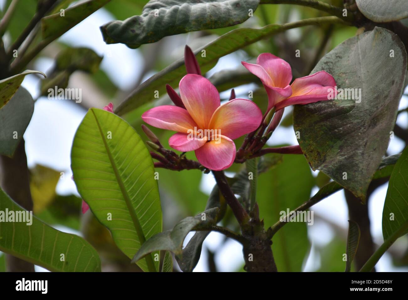 Red Plumeria Rubra (vista ravvicinata) Foto Stock