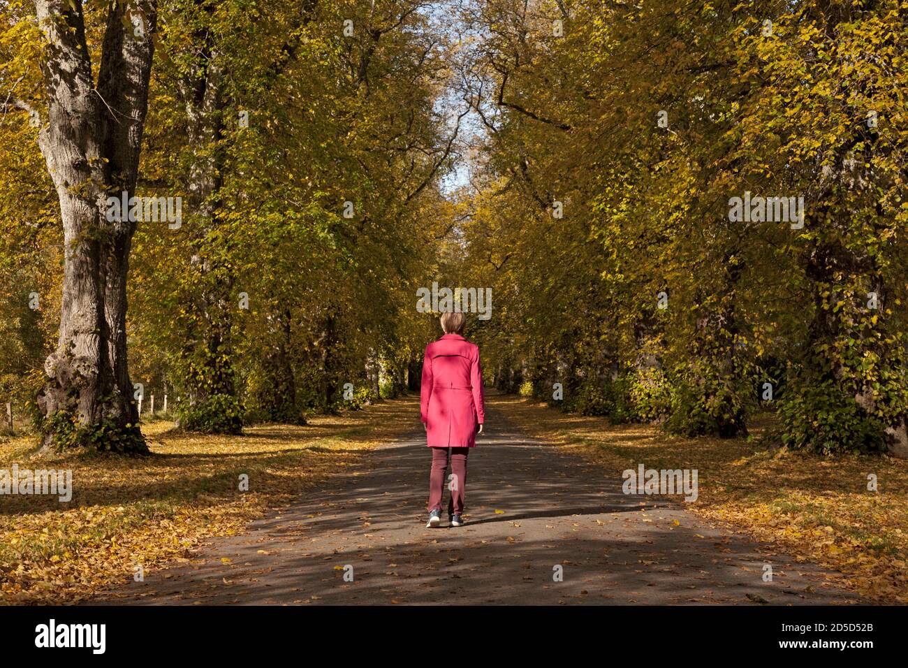 Blair Atholl, Perthshire, Scozia, Regno Unito. 13 ottobre 2020. Colore autunnale al castello di Blair nel Perthshire, una donna cammina sotto il baldacchino di alberi di Lime nel viale fino all'ingresso dell'edificio storico alcuni degli alberi più antichi sono in crescita da più di 330 anni. Foto Stock