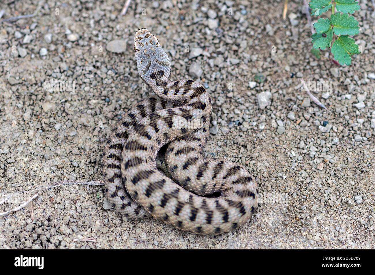 Viper giovanile (Vipera aspis) Foto Stock