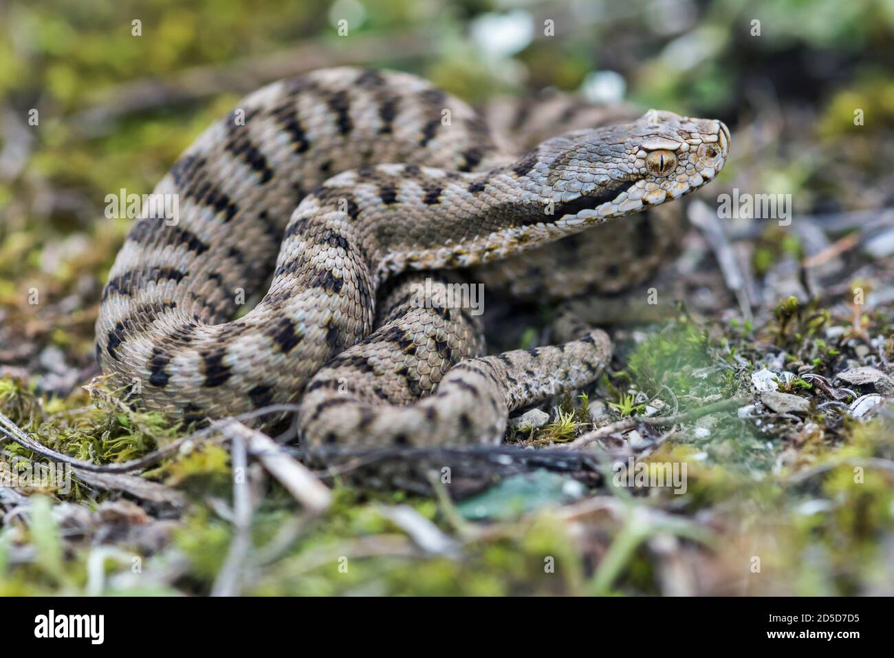 Viper giovanile (Vipera aspis) Foto Stock