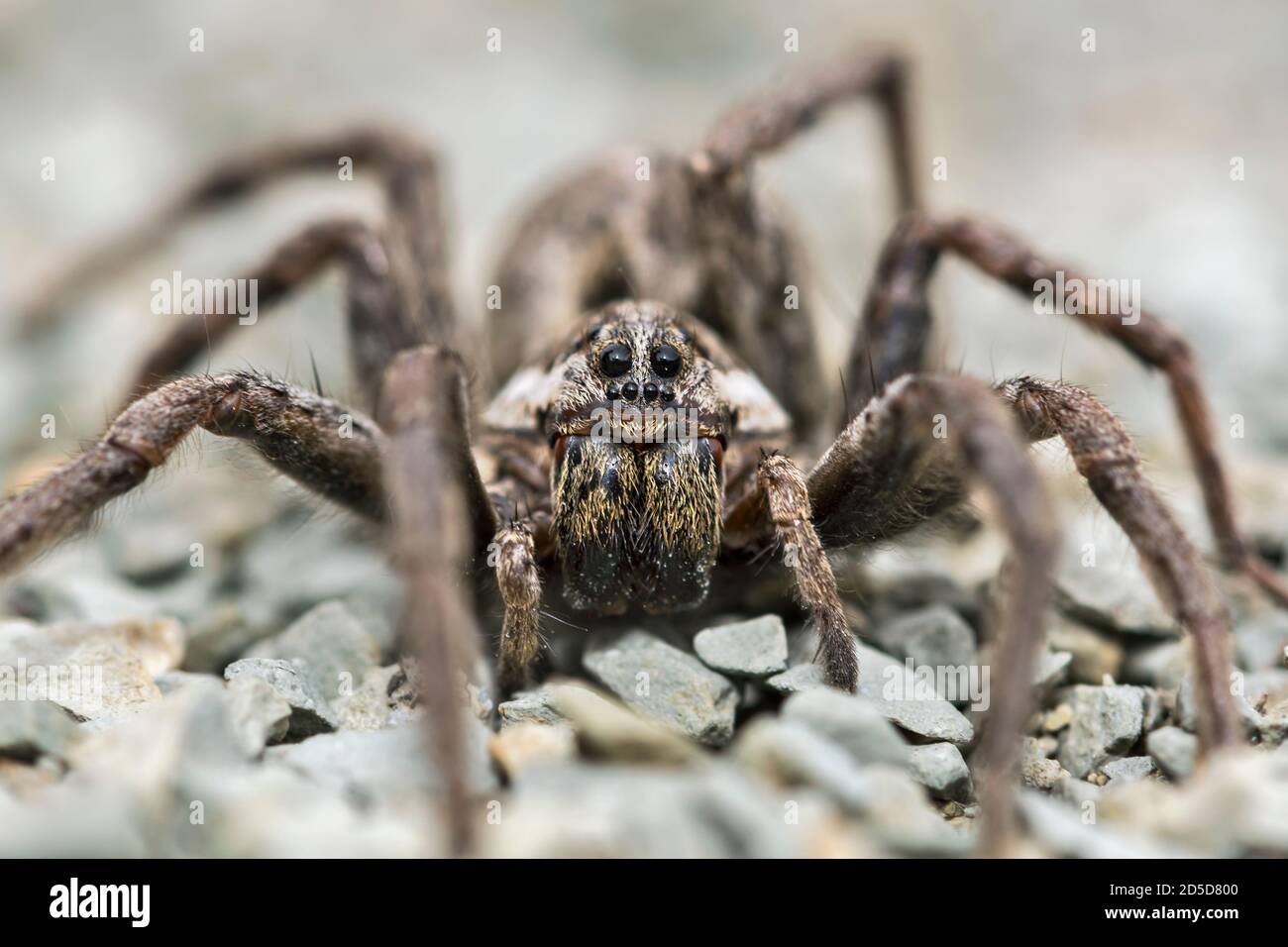 European Wolf Spider (Hogna radiata) Foto Stock