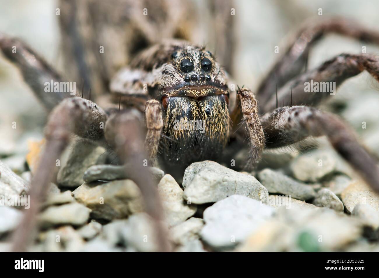 European Wolf Spider (Hogna radiata) Foto Stock