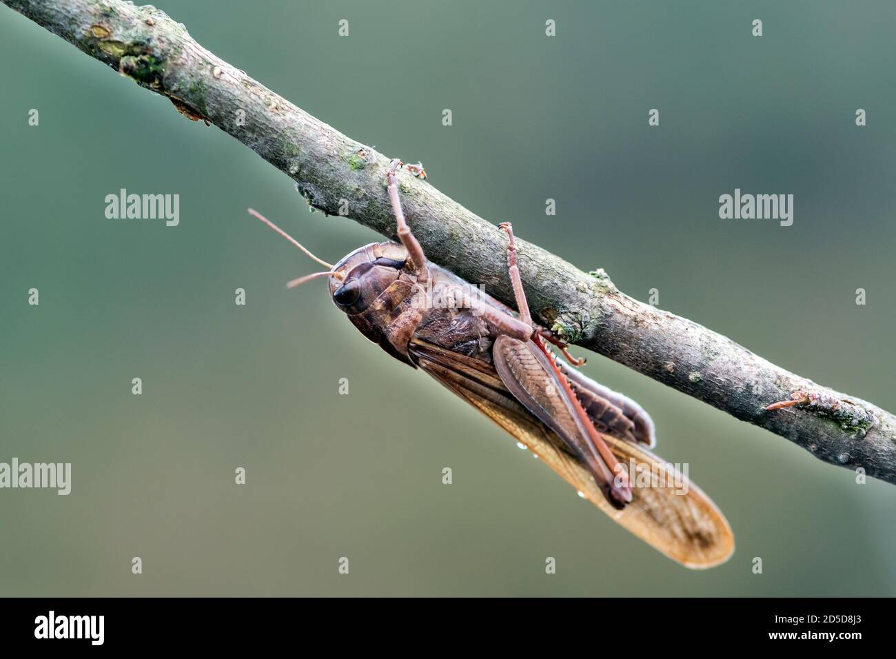 Locusta migratoria (Locusta migratoria) Foto Stock
