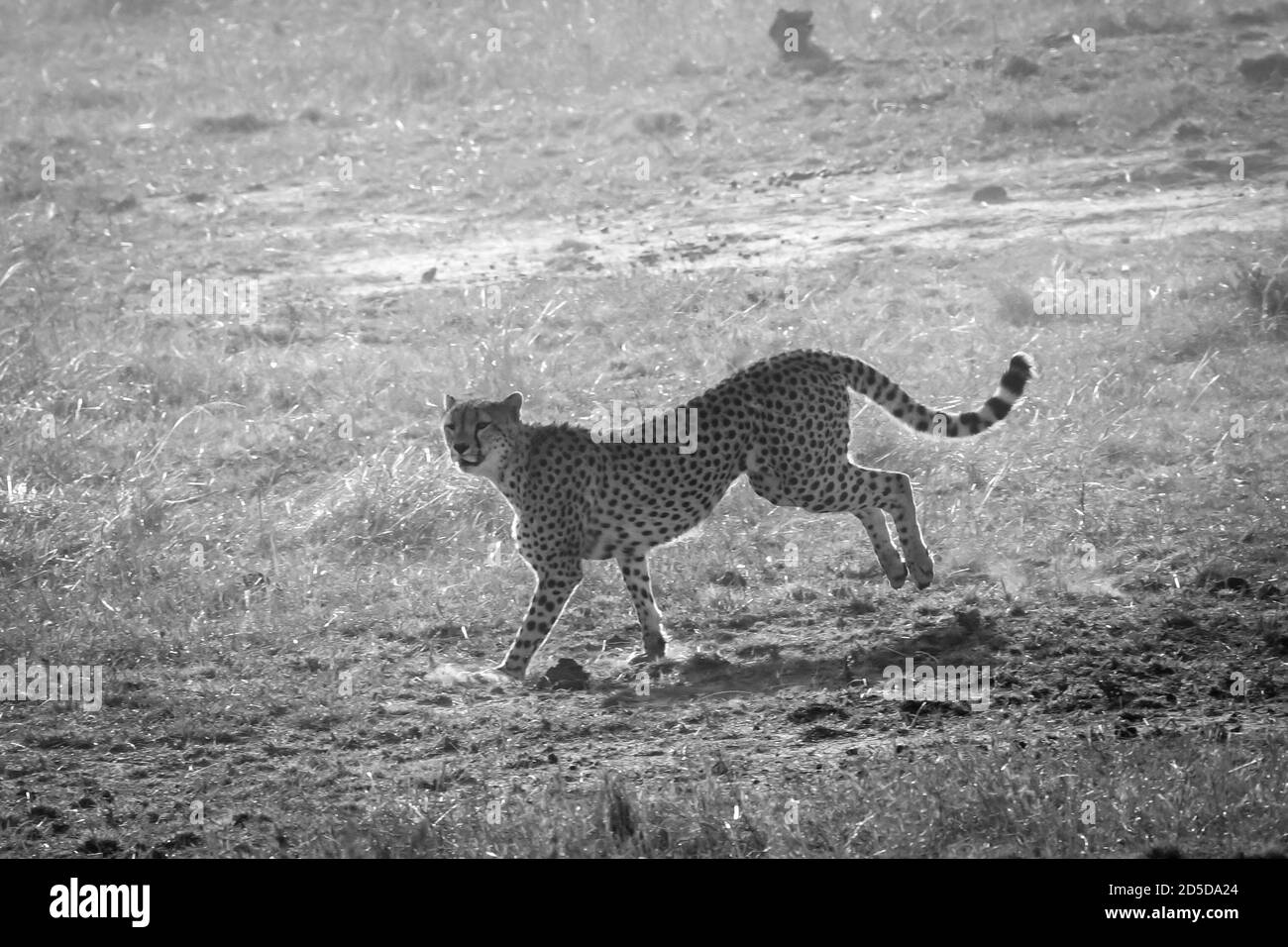 Ghepardo (Achinonyx jubatus) Correndo dopo preda nel Masai Mara del Kenya Foto Stock