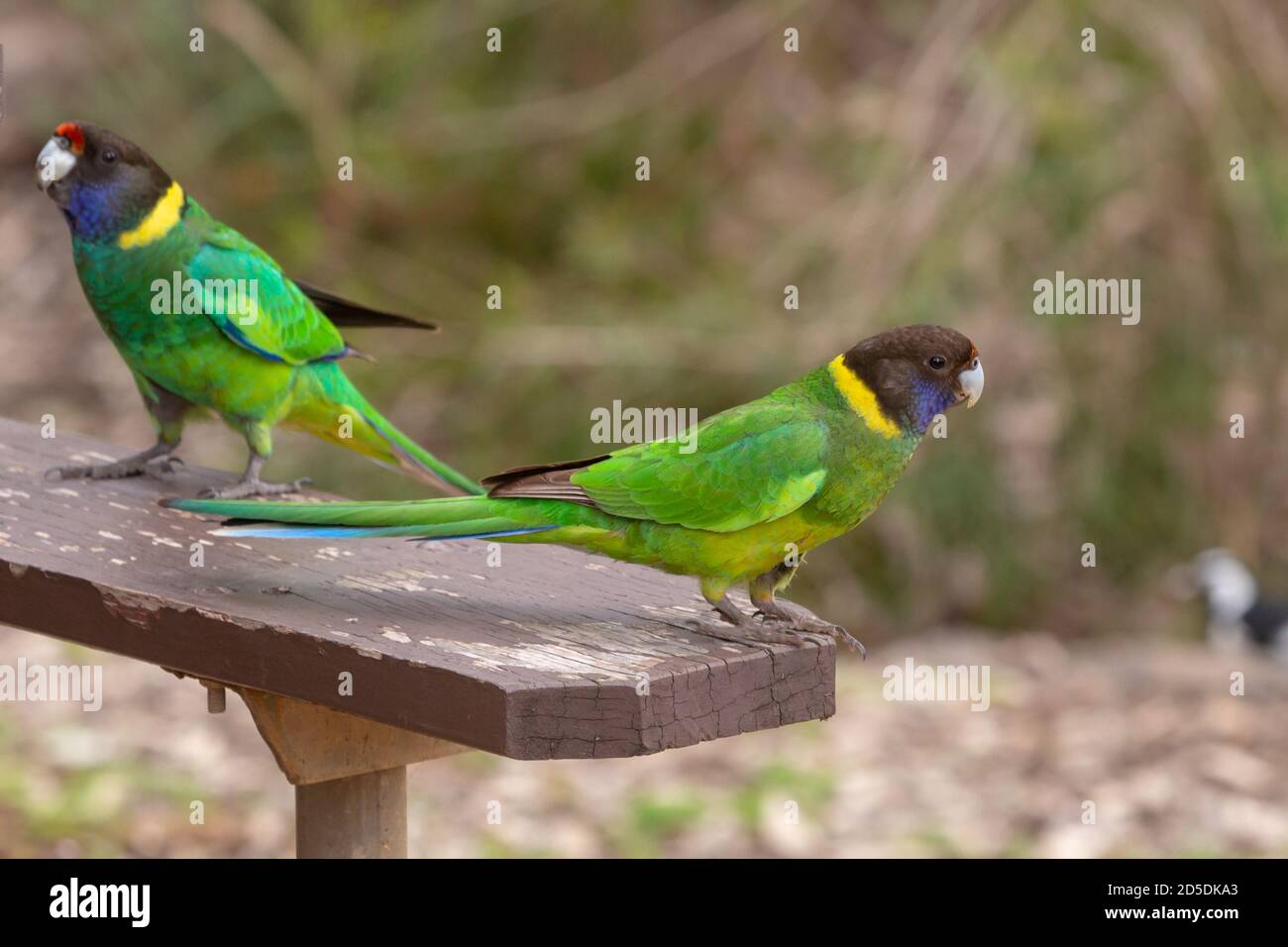 Anello australiano nel John Forrest National Park di Perth, Australia occidentale Foto Stock