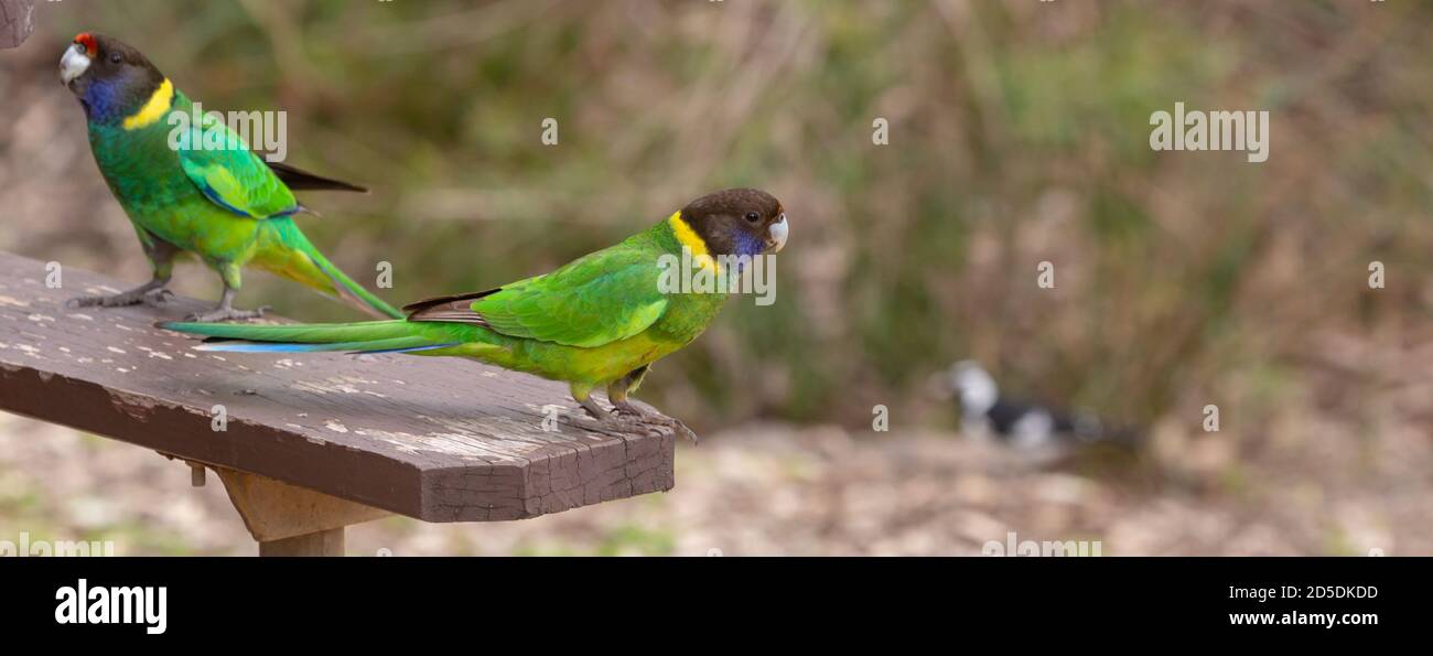 Anello australiano nel John Forrest National Park di Perth, Australia occidentale Foto Stock