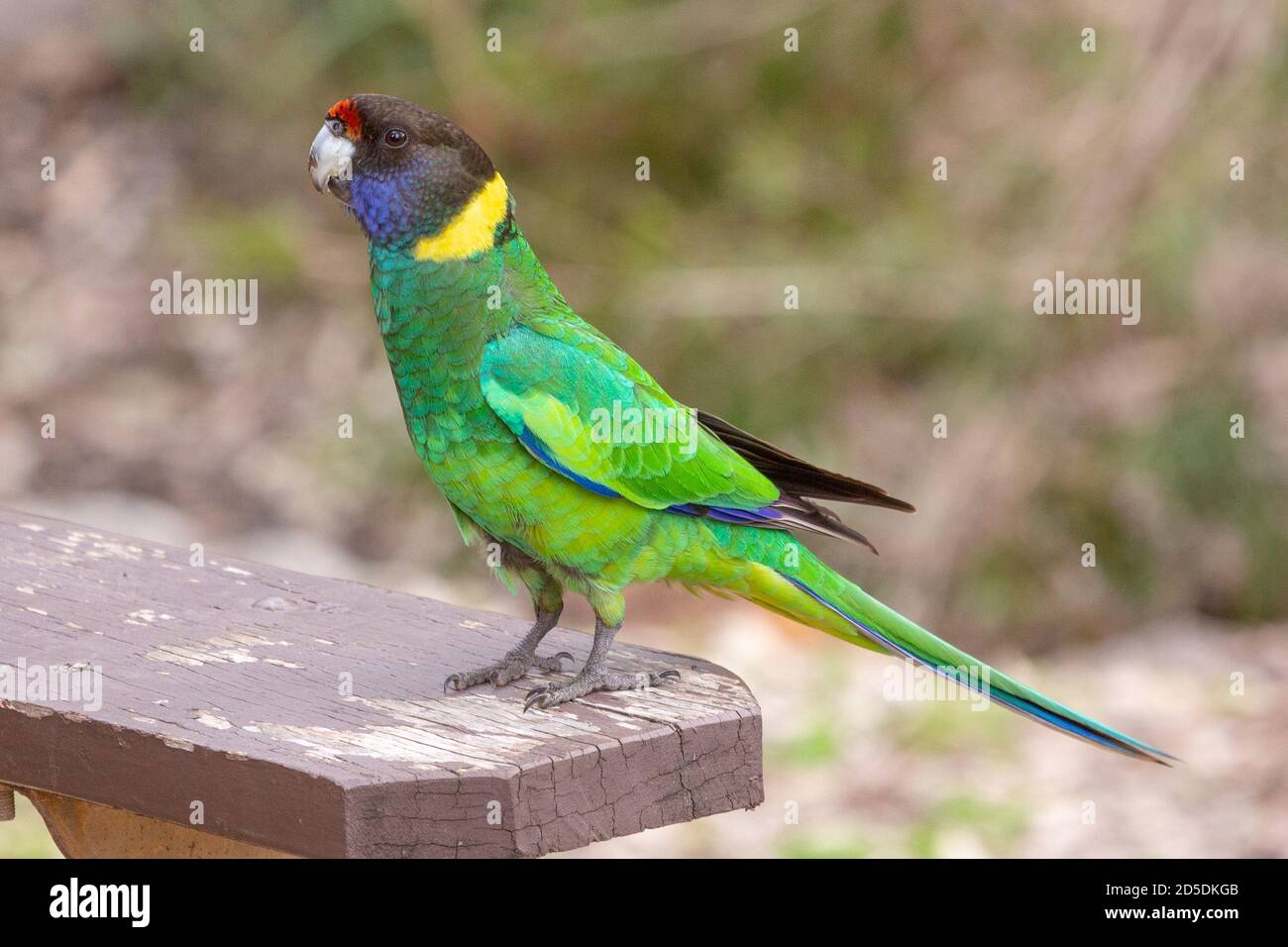 Anello australiano nel John Forrest National Park di Perth, Australia occidentale Foto Stock