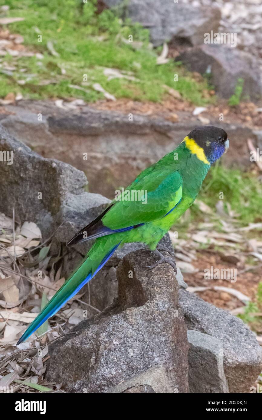 Anello australiano nel John Forrest National Park di Perth, Australia occidentale Foto Stock