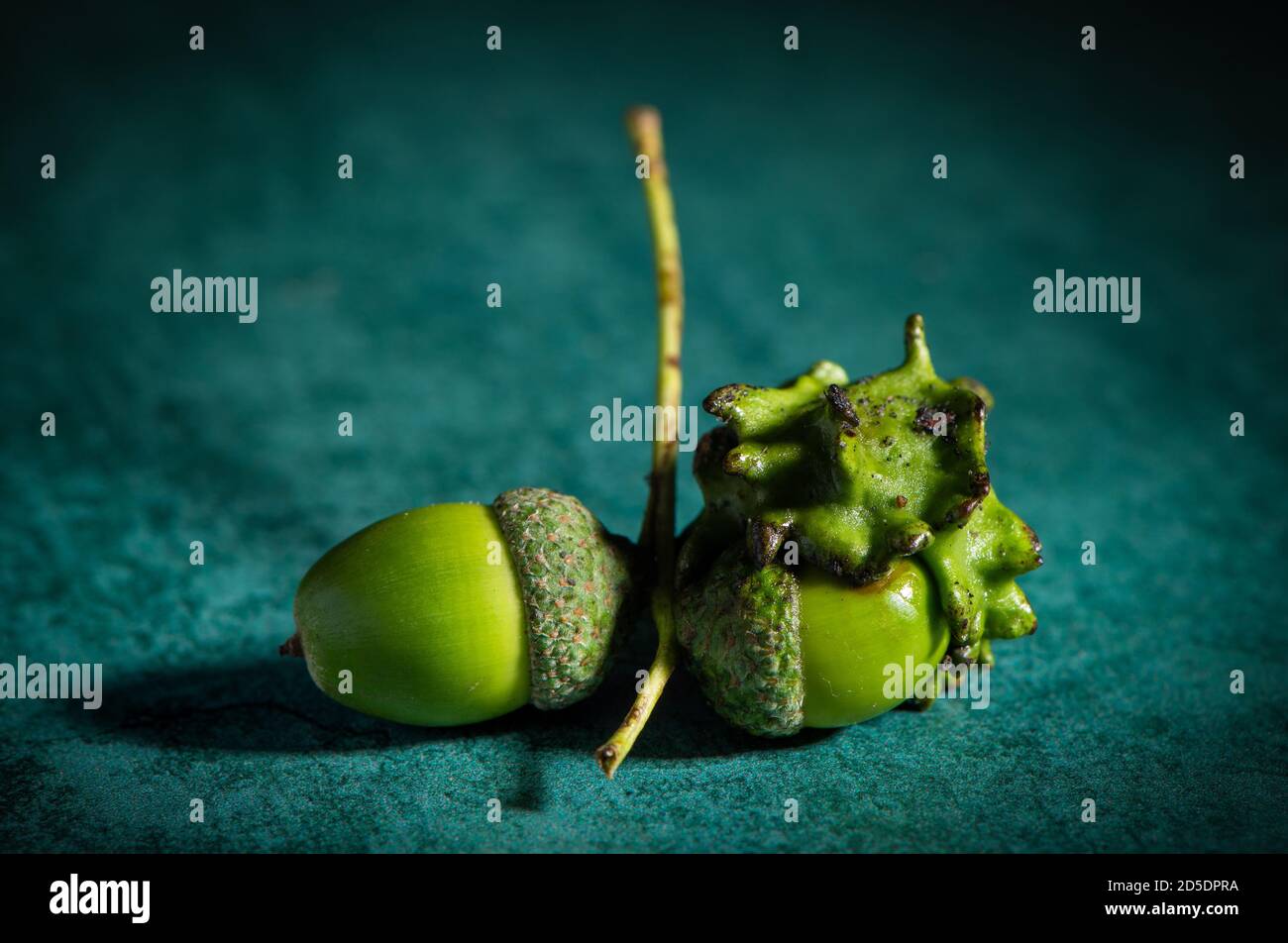 Due ghiande sullo stesso twig uno perfetto e uno sfigurato come un gall knopper. L'immagine potrebbe essere utilizzata come un'immagine concettuale che mostra due lati di una storia. Foto Stock