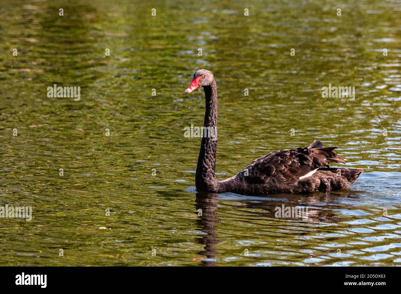 Bella Black Swan o Cygnus atratus nel fiume Foto Stock