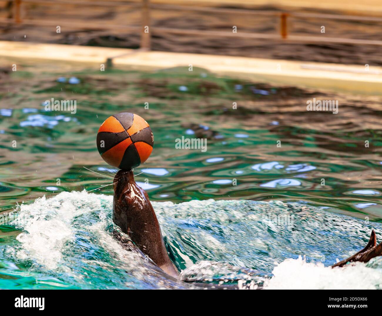 Happy Seal sta giocando con una palla in acqua Foto Stock