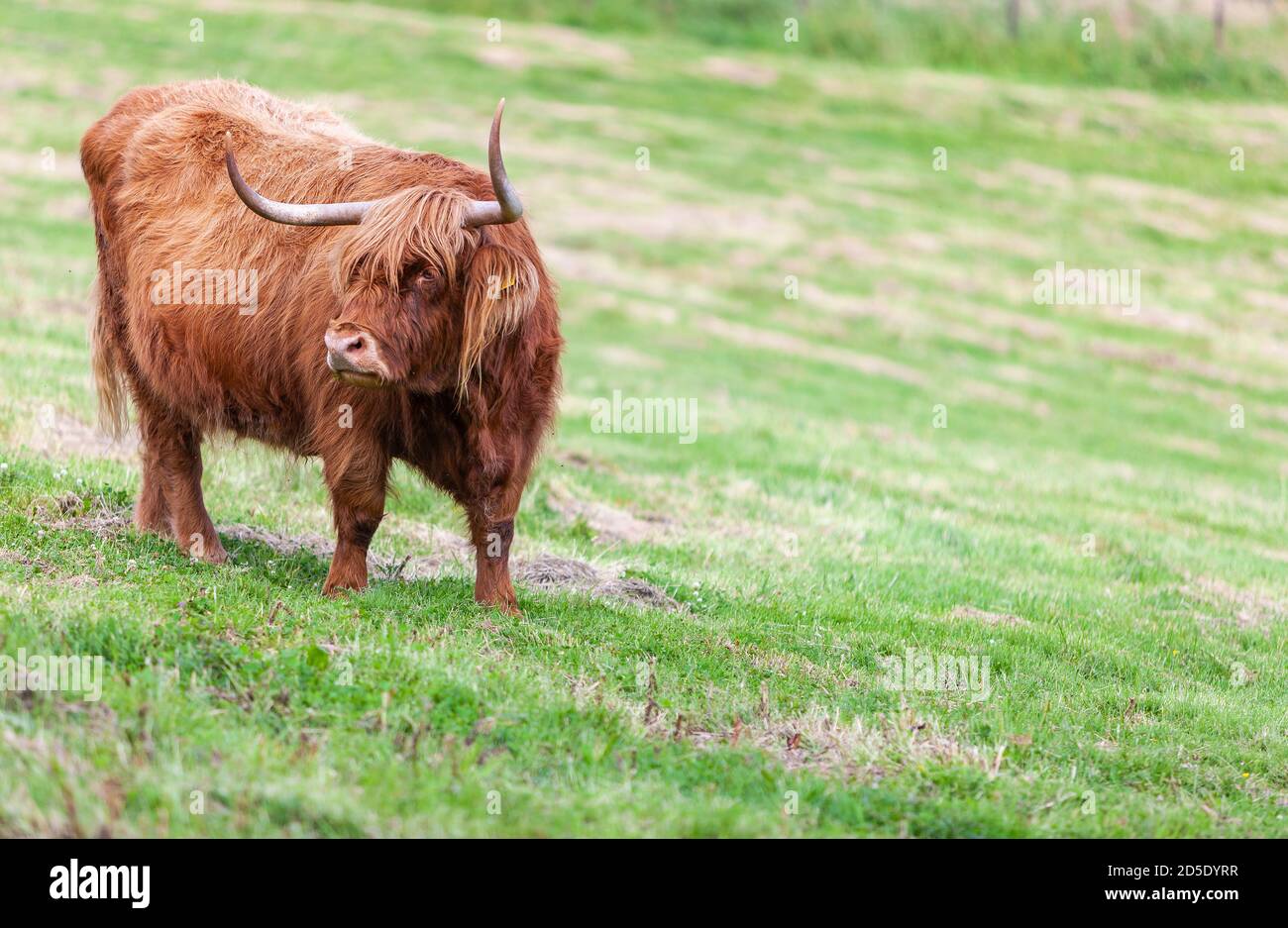 Bestiame delle Highland guardando negli occhi con i suoi capelli lunghi Foto Stock