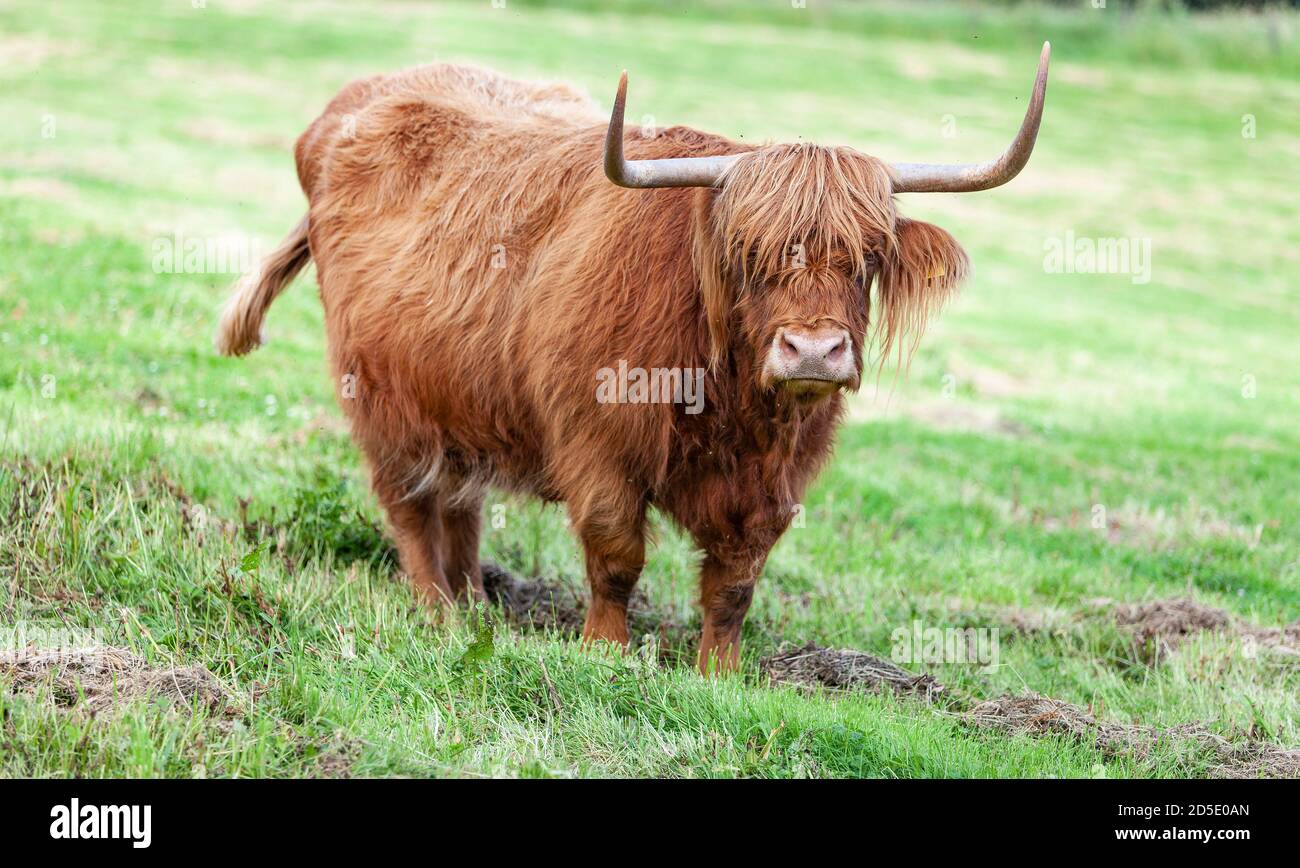 Bestiame delle Highland guardando negli occhi con i suoi capelli lunghi Foto Stock