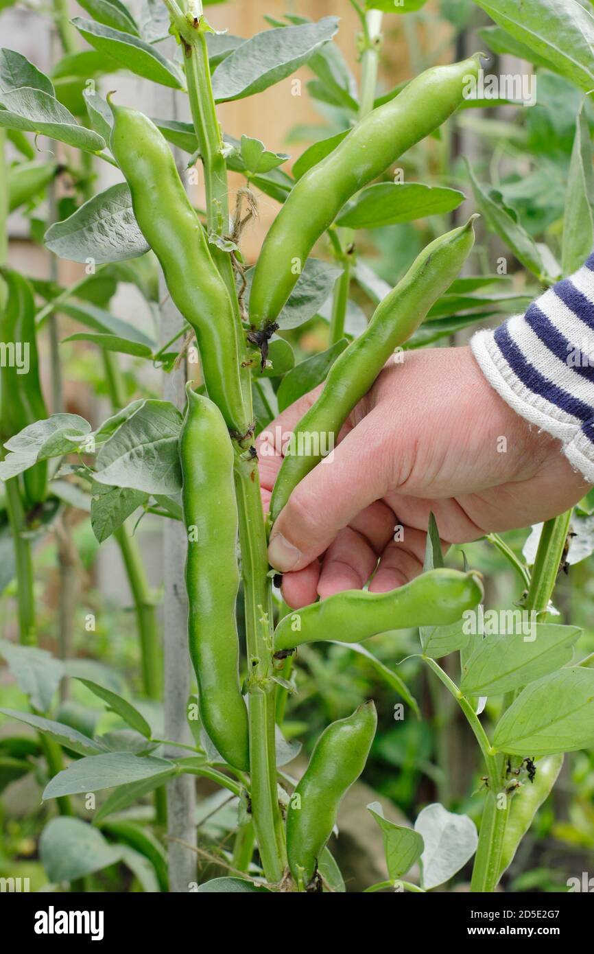 Vicia faba "Bunyard's Exhibition". Raccogliendo i fagioli larghi a mano in un giardino domestico della cucina. REGNO UNITO Foto Stock