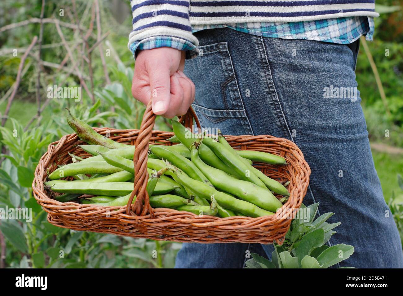 Vicia faba "Bunyards Exhibition". Fagioli appena raccolti trasportati in un trug, coltivati in un giardino domestico della cucina (nella foto). REGNO UNITO Foto Stock