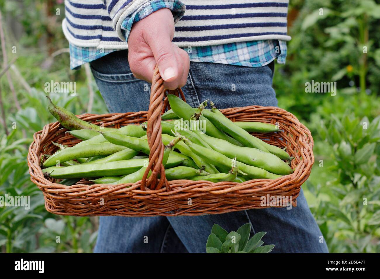 Vicia faba "Bunyards Exhibition". Fagioli appena raccolti trasportati in un trug, coltivati in un giardino domestico della cucina (nella foto). REGNO UNITO Foto Stock