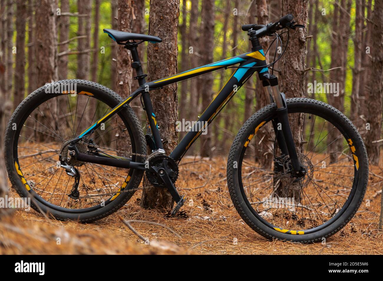 Mountain bike nella pineta Foto Stock