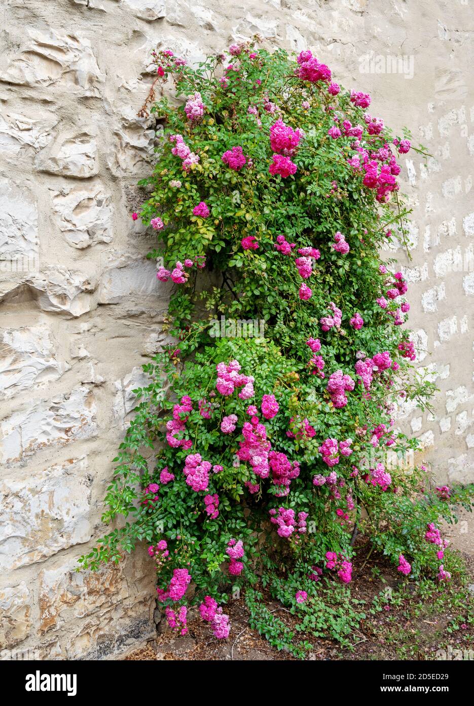 Rosa rambler rosa arrampicata su un vecchio muro Foto Stock