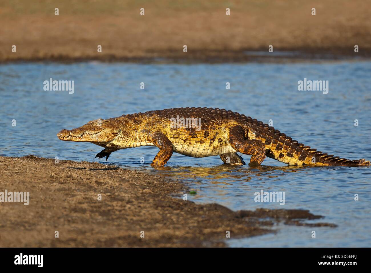 Un grande coccodrillo del Nilo (Crocodylus niloticus) che emerge dall'acqua, Kruger National Park, Sudafrica Foto Stock