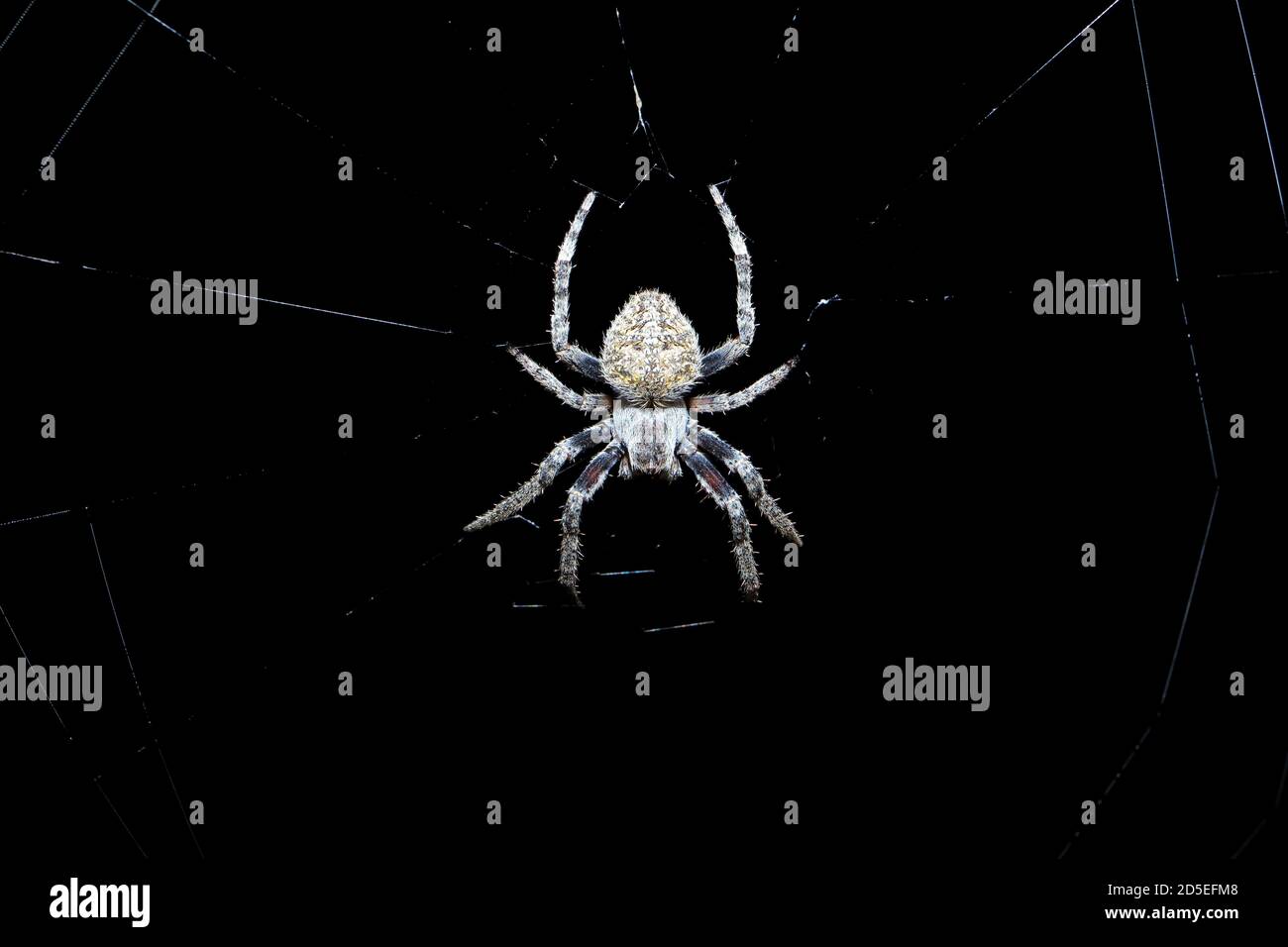 Ragno piccolo seduto nella sua rete di notte con un sfondo scuro Foto Stock