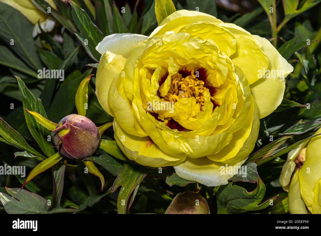 Fiore di Peony albero (Paeonia 'alta mezzogiorno') Foto Stock