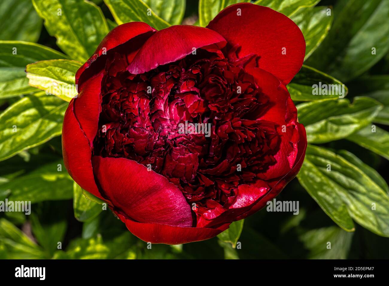 Fiori di Peonia (Paeonia 'Red Charm') Foto Stock