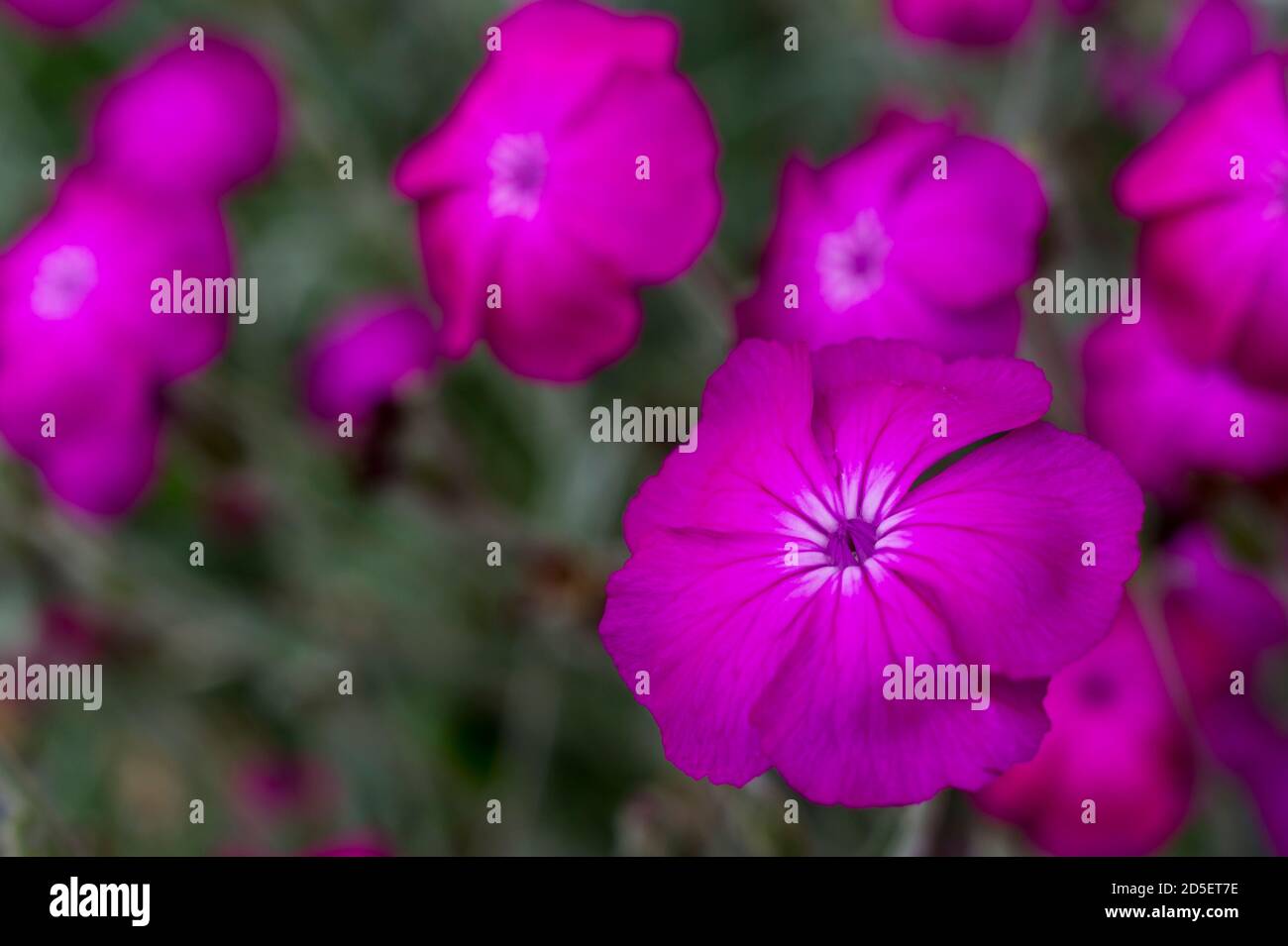 Primo piano di Lychnis coronaria (Rose Campion) fiore in un giardino a Kirkland, Stato di Washington, Stati Uniti. Foto Stock
