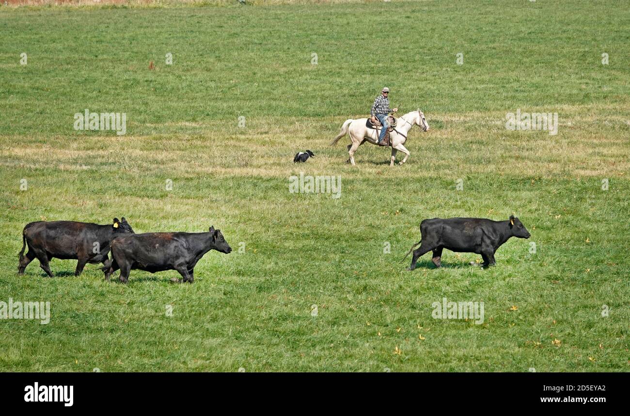 Gli allevatori a cavallo con i cani arrotondano il bestiame nero angus in autunno, spostandoli in un nuovo pascolo, nella regione John Day dell'Oregon centrale. Foto Stock