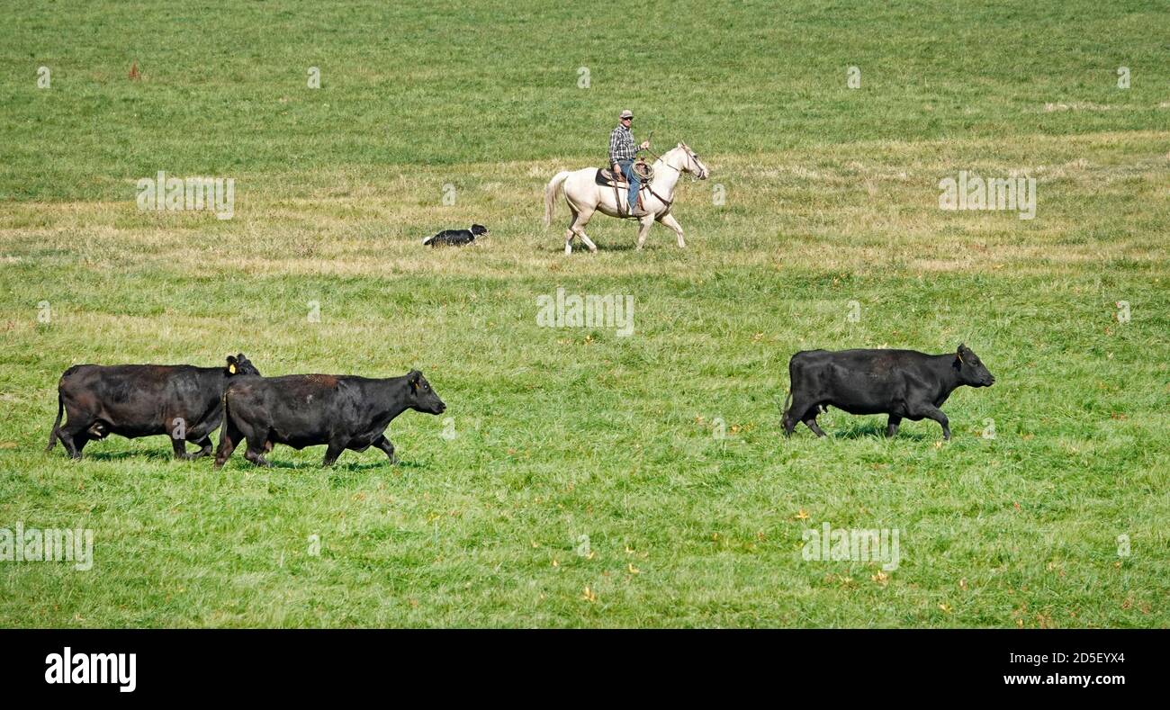 Gli allevatori a cavallo con i cani arrotondano il bestiame nero angus in autunno, spostandoli in un nuovo pascolo, nella regione John Day dell'Oregon centrale. Foto Stock