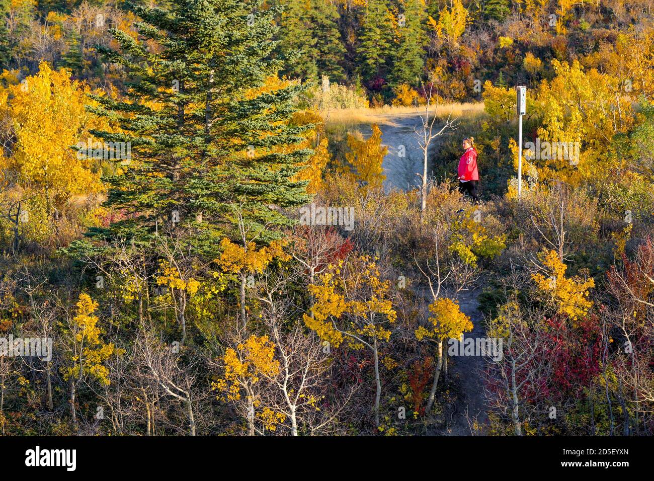 Colore autunnale, Edworthy Park, Calgary, Alberta, Canada Foto Stock