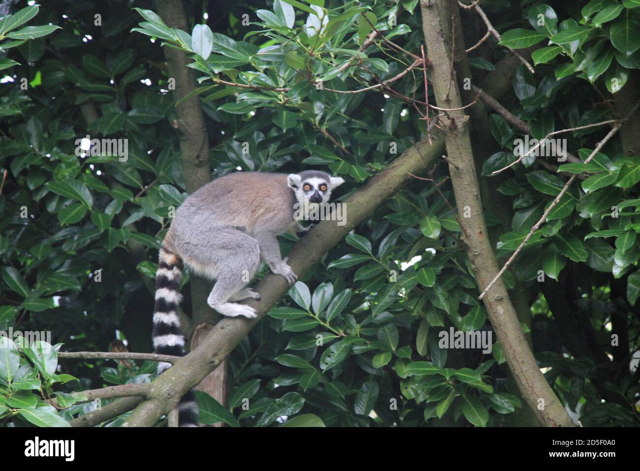 Lemur con coda ad anello allo zoo di Chester Foto Stock