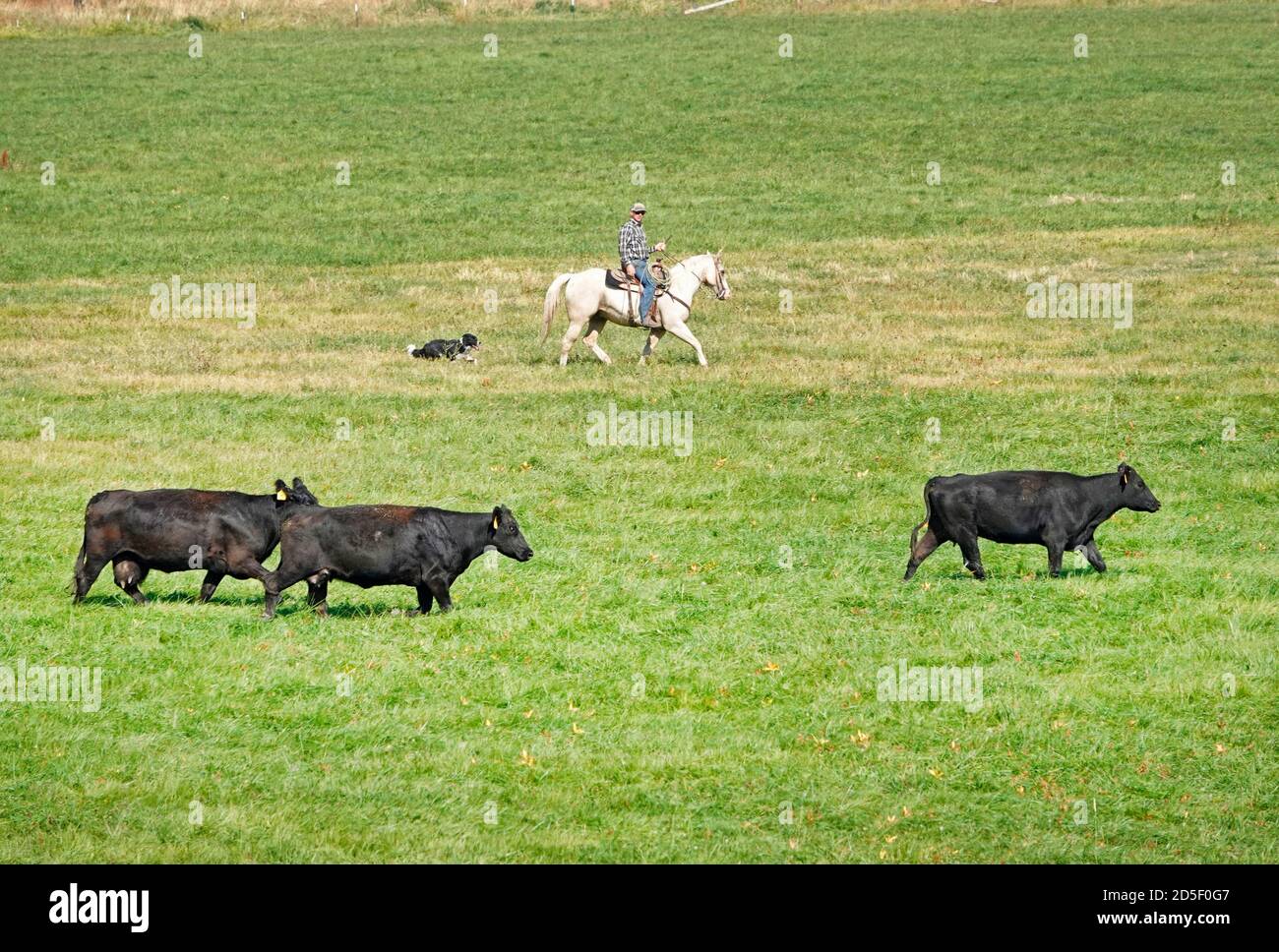 Gli allevatori a cavallo con i cani arrotondano il bestiame nero angus in autunno, spostandoli in un nuovo pascolo, nella regione John Day dell'Oregon centrale. Foto Stock