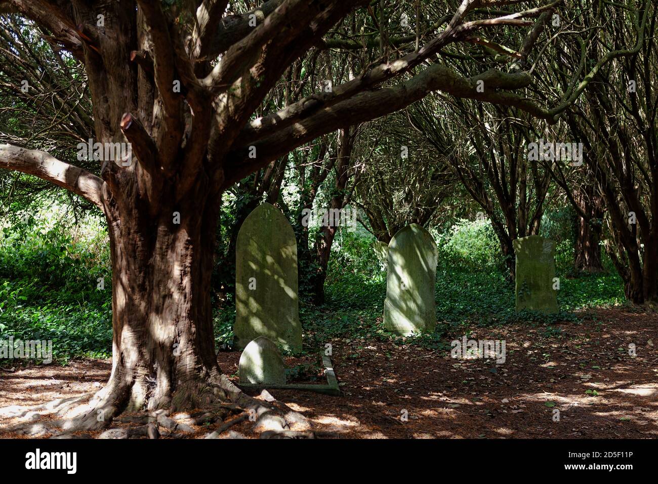 Cimitero del 19 ° secolo sopravsviluppato e abbandonato: Ann's Hill Cemetery, Gosport, Hampshire, Inghilterra, Regno Unito Foto Stock