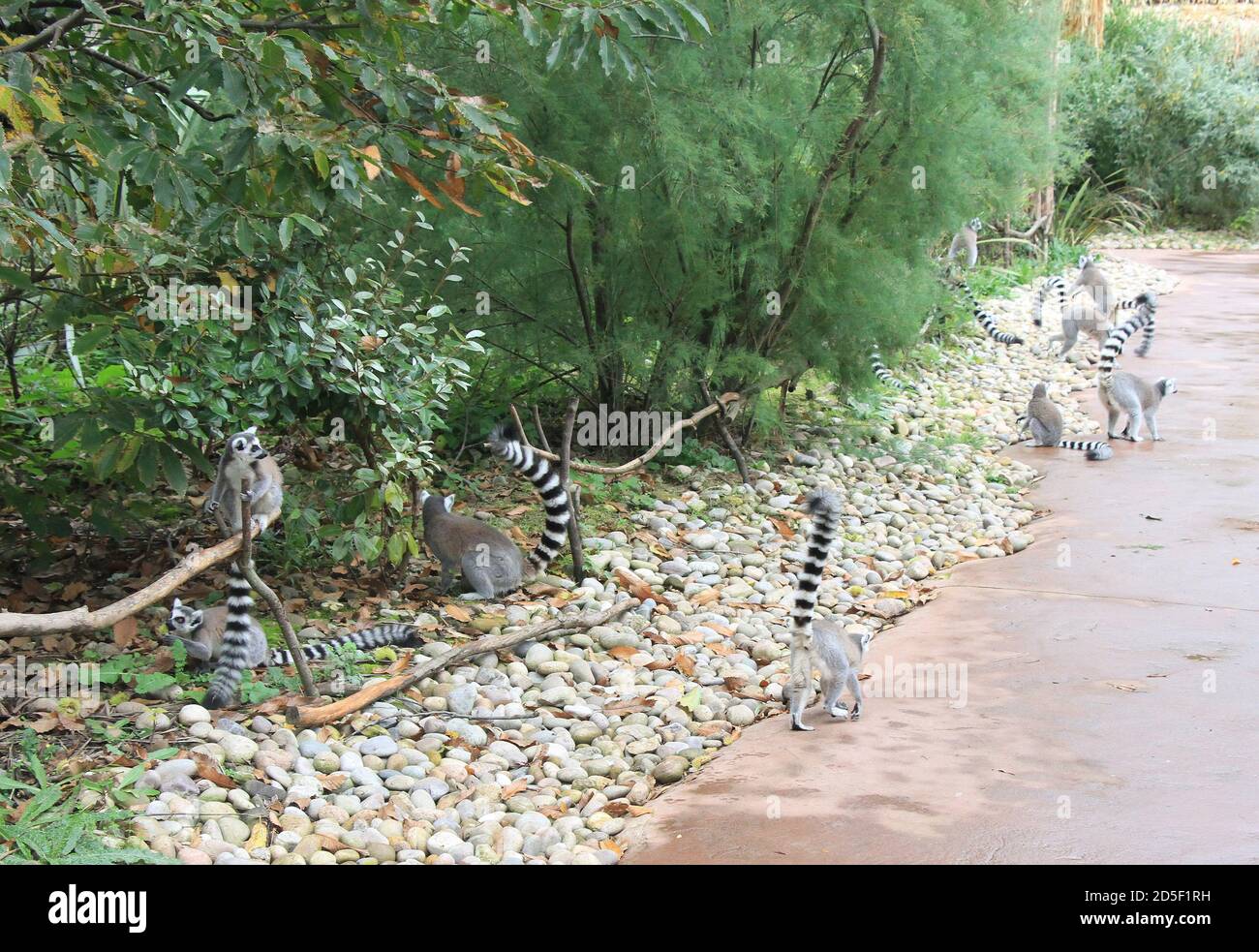 Lemur con coda ad anello allo zoo di Chester Foto Stock