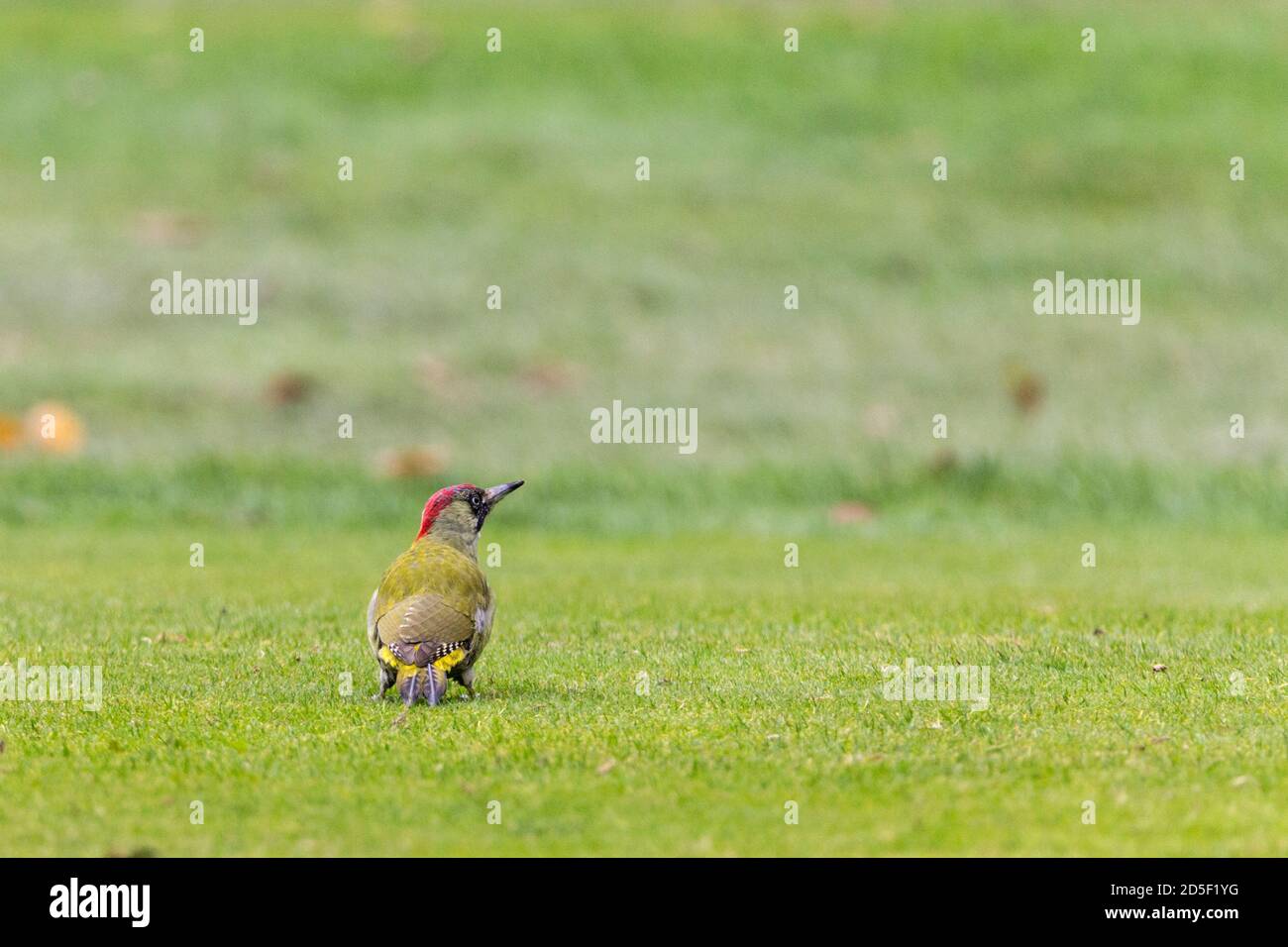 Picchio verde Picus viridis, femmina a caccia di preda sul campo da golf. Cerotto rosso sulla nuca nero marcature facciali dorso verde e fondo di protezione verdastro Foto Stock