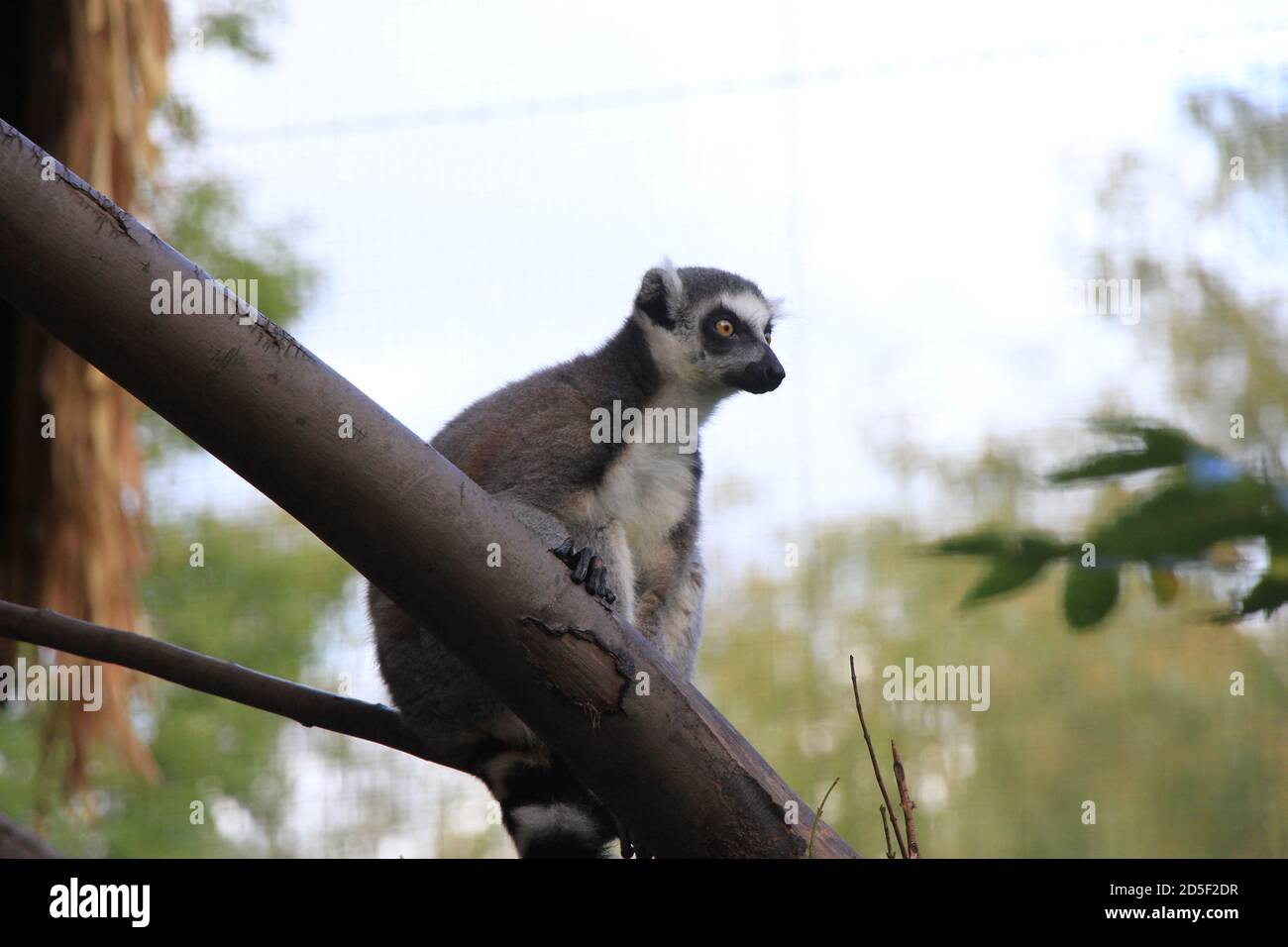 Lemur con coda ad anello allo zoo di Chester Foto Stock