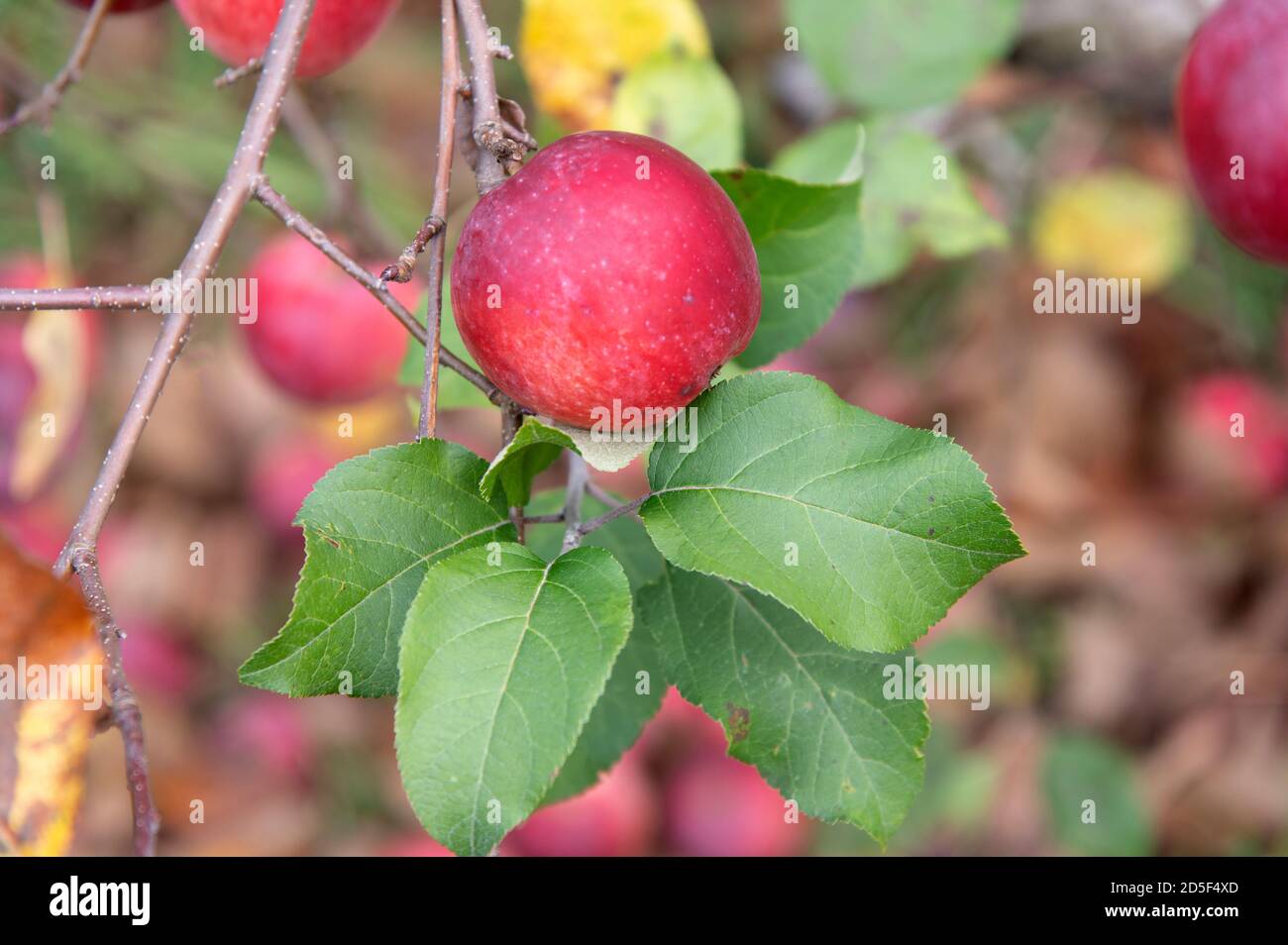 Mele pronte a raccogliere in un frutteto di mele in Vermont, Stati Uniti Foto Stock