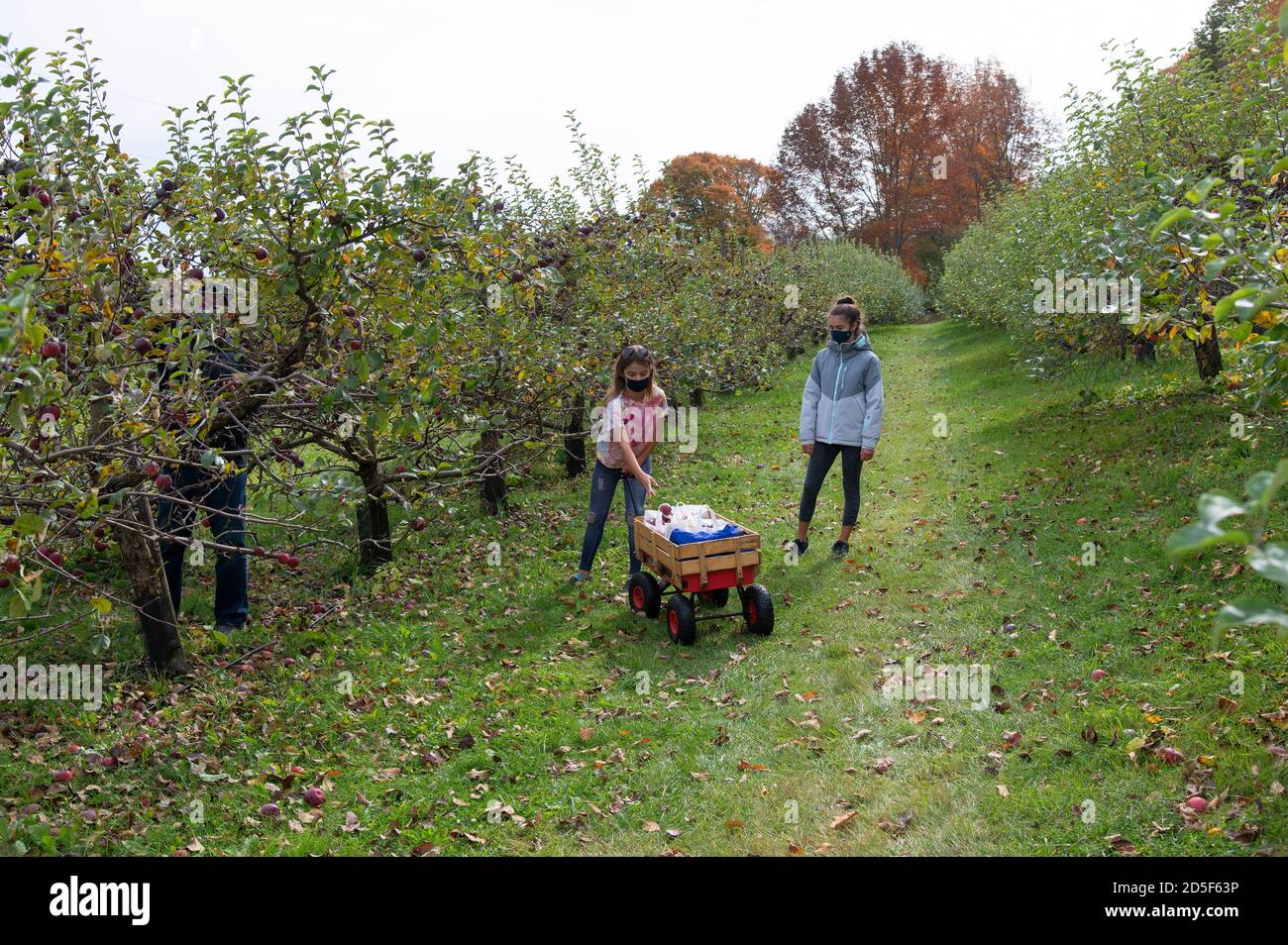 Bambini che raccolgono mele in un frutteto in Vermont, Stati Uniti Foto Stock