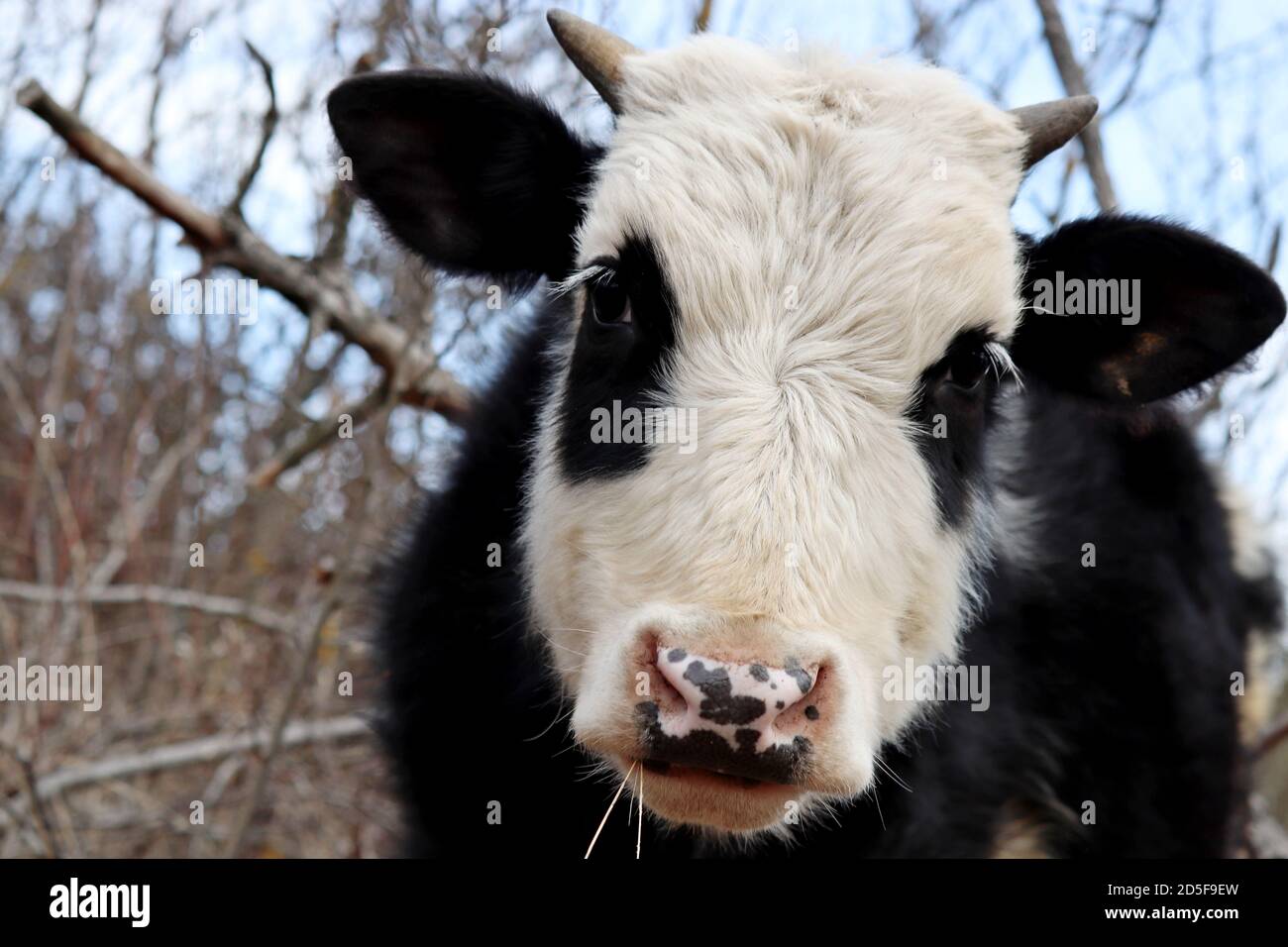 Giovane toro che pascolano su un pascolo nella foresta. Ritratto di gosy bianco-nero come un panda, guardando alla macchina fotografica Foto Stock