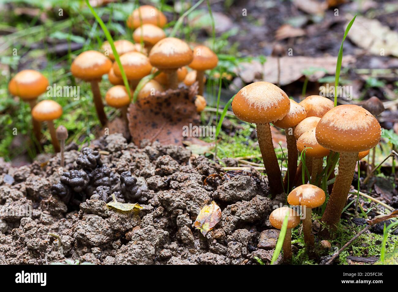 I funghi si aggrovigliano con tappi di colore arancio marrone chiaro con scaglie di bilancia e più pallido centra lungo stalchi sottili più scuro alla base come il woodtuft guinzito Foto Stock