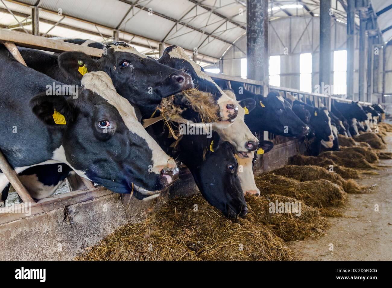 Timoleague, West Cork, Irlanda. 13 ottobre 2020. Timoleague caseificio coltivatore John Dineen 100 forte mandria di mucche si nutrono in capannoni prima di essere mungiti. Credit: AG News/Alamy Live News Foto Stock