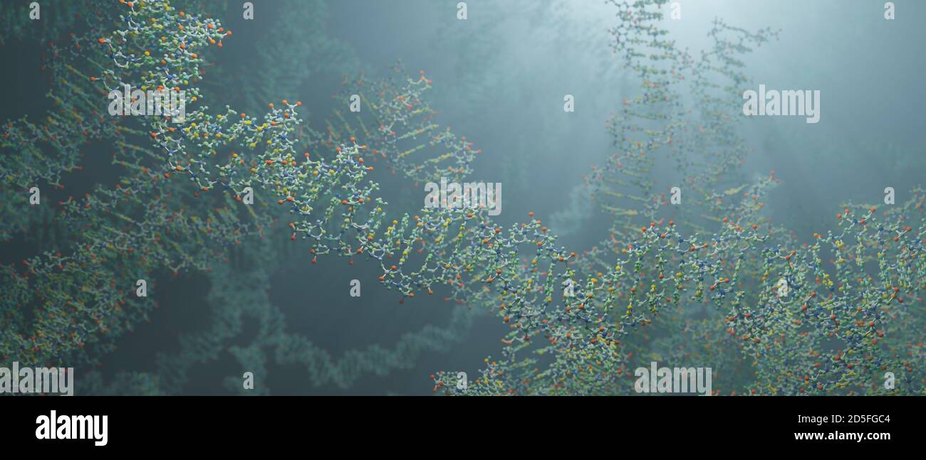 Il DNA è una molecola e una doppia elica che porta istruzioni genetiche per lo sviluppo, il funzionamento, la crescita e la riproduzione di tutti gli organismi noti. Foto Stock