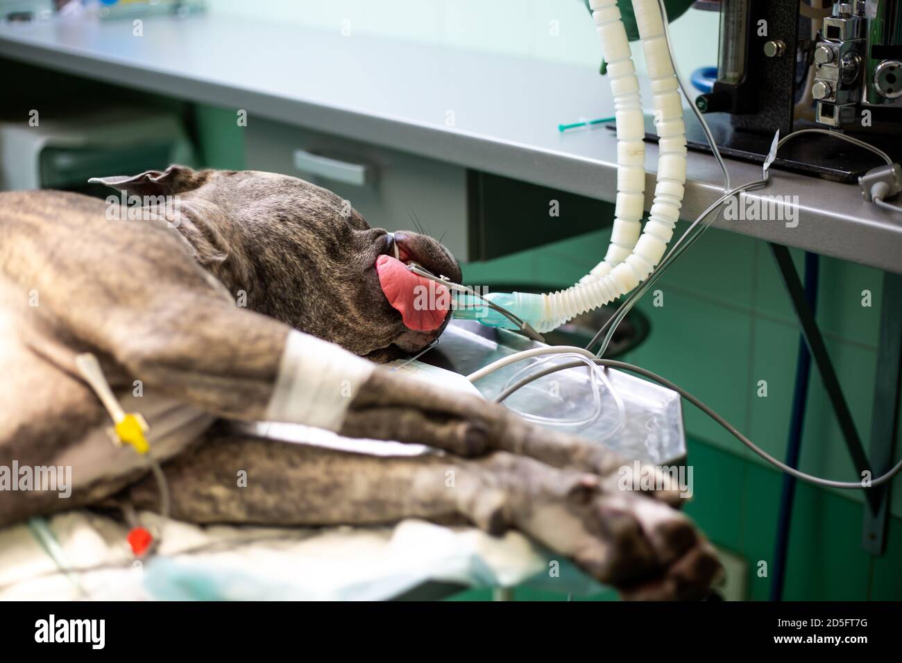 Cane durante l'intervento chirurgico agire nella clinica di veterinario, concetto animale Foto Stock