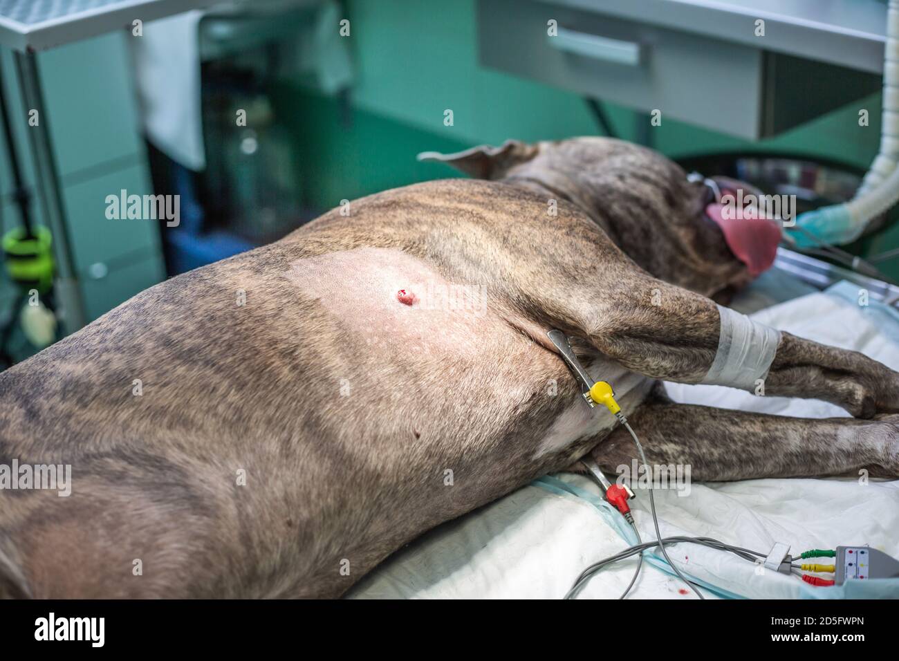 Cane durante l'intervento chirurgico agire nella clinica di veterinario, concetto animale Foto Stock