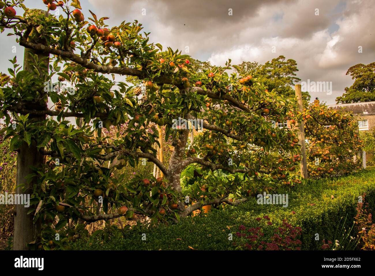 Alberi di mele Cordon Foto Stock