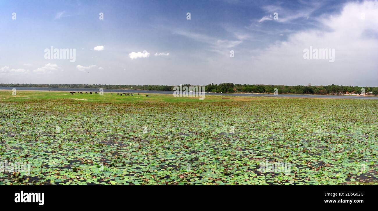 Vista panoramica dei fiori di loto nel parco di Yala in Sri Lanka Foto Stock