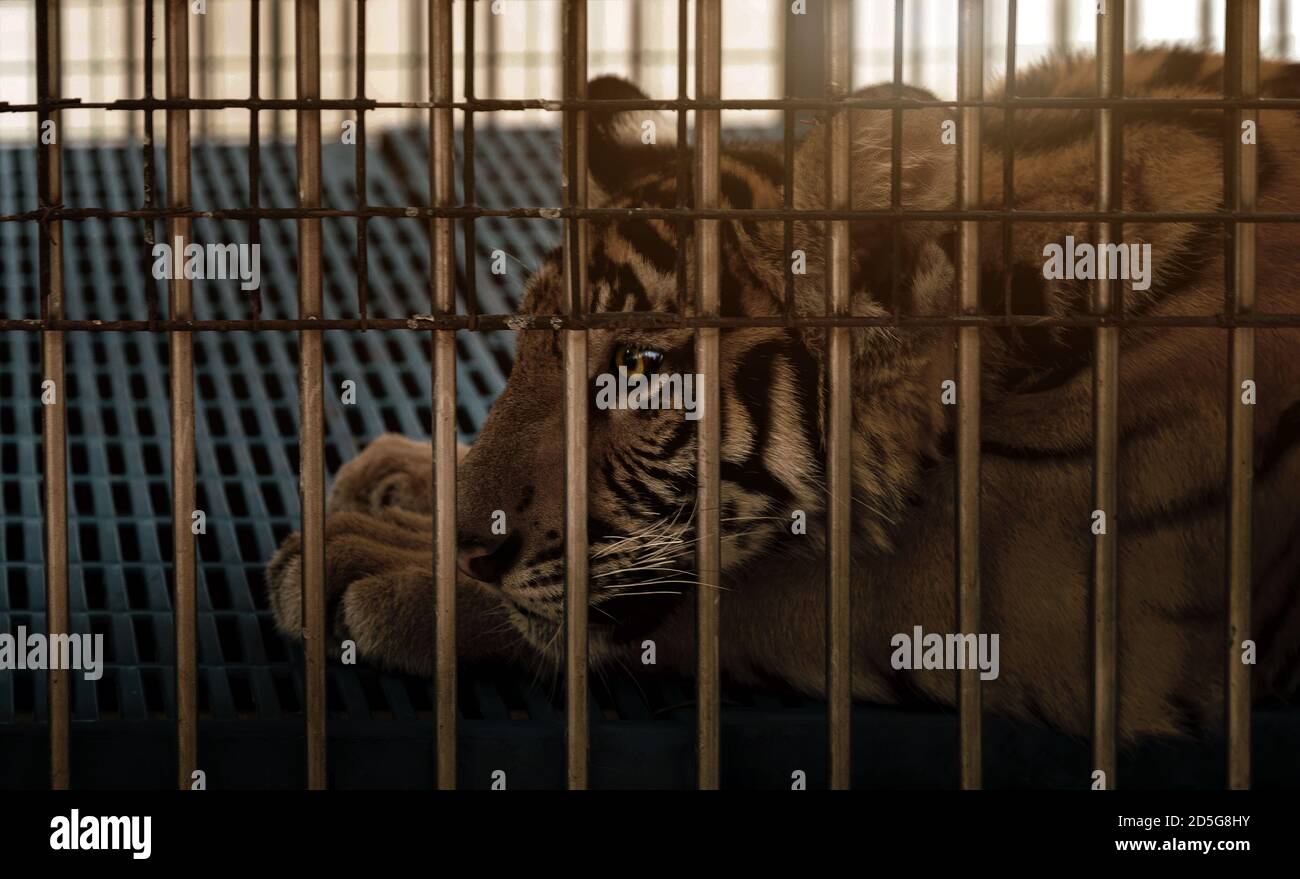 tristezza tigre in gabbia zoo da natura fauna selvatica ad essere pet Foto Stock