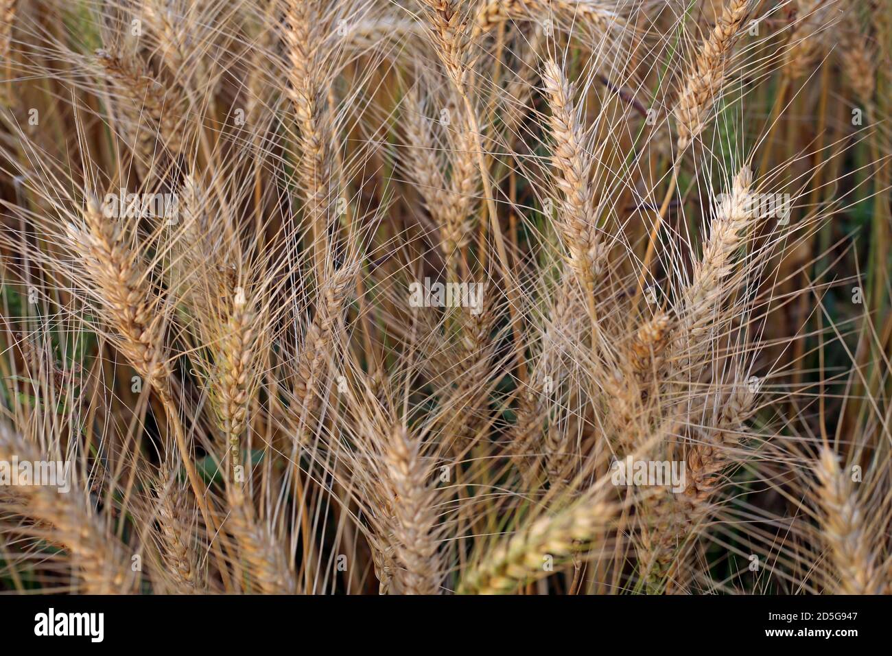 Piantagione di frumento maturo Foto Stock